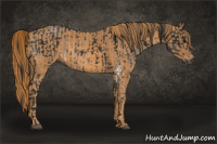 Horse Color:Gray White Spotted Black Brindle