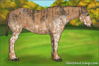 Horse Color:Gray White Spotted Black  Brindle