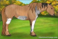 Horse Color:Gray White Spotted Blue Roan  Brindle