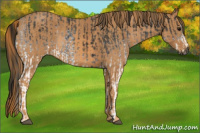 Horse Color:Gray White Spotted Smoky Black  Brindle