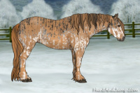 Horse Color:Gray White Spotted Black  Brindle