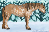 Horse Color:Gray White Spotted Black  Brindle