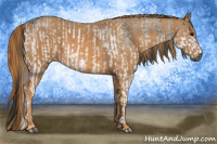 Horse Color:Gray White Spotted Black  Brindle