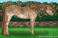 Horse Color:Gray White Spotted Black  Brindle