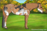 Horse Color:Gray White Spotted Black  Brindle