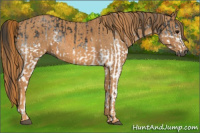 Horse Color:Gray White Spotted Black  Brindle