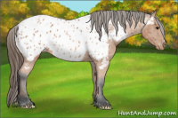 Horse Color:Bay Appaloosa 