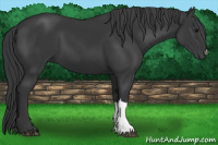Horse Color:Black 