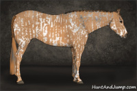 Horse Color:Gray White Spotted Black  Brindle