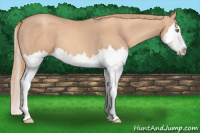 Horse Color:Gold Champagne Splash