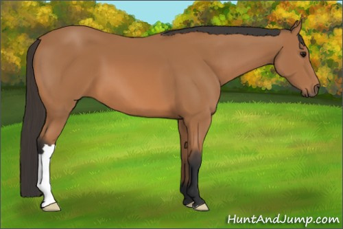 Horse Color: Bay 