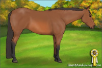 Horse Color:Bay 