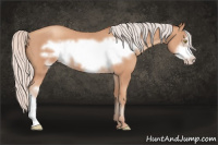 Horse Color:Silver Amber Champagne Frame 