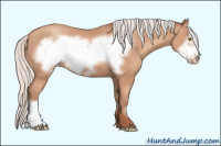 Horse Color:Silver Amber Champagne Frame 