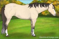Horse Color:Buckskin Roan Dun Splash