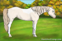 Horse Color:Perlino Dun Tobiano 