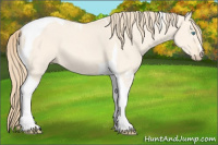 Horse Color:Perlino Dun Tobiano 