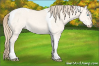 Horse Color:Perlino Dun Tobiano