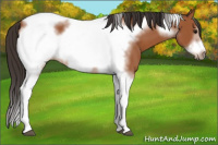 Horse Color:Bay Tobiano Frame