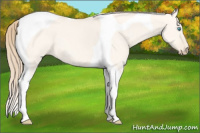 Horse Color:Perlino Dun Tobiano 