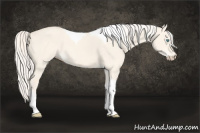 Horse Color:Cremello Dun Tobiano 