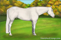Horse Color:Cremello Dun Tobiano