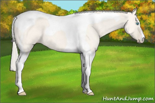 Horse Color: Cremello Dun Tobiano 