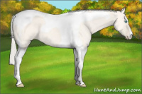 Horse Color:Cremello Dun Tobiano 