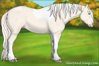 Horse Color:Cremello Dun Tobiano 