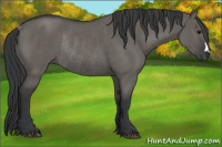 Horse Color:Grullo Rabicano 