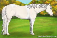 Horse Color:Cremello Dun Tobiano