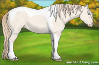 Horse Color:Perlino Dun Tobiano 