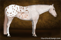 Horse Color:Chestnut Appaloosa