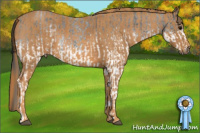 Horse Color:White Spotted Blue Roan Rabicano  Brindle