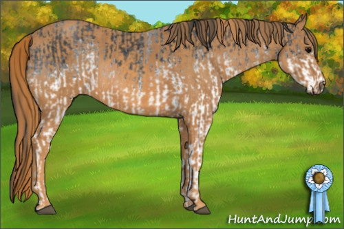 Horse Color: White Spotted Blue Roan Rabicano  Brindle