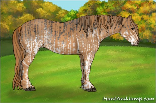 Horse Color: White Spotted Blue Roan Rabicano  Brindle