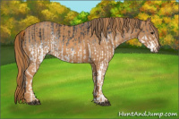 Horse Color:White Spotted Blue Roan Rabicano  Brindle