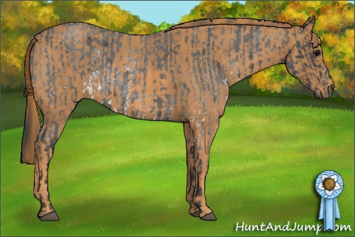 Horse Color: White Spotted Blue Roan Rabicano  Brindle