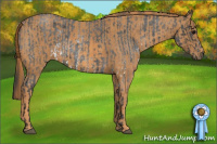 Horse Color:White Spotted Blue Roan Rabicano  Brindle