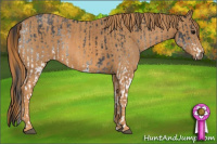 Horse Color:White Spotted Blue Roan Rabicano  Brindle
