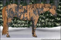 Horse Color:White Spotted Blue Roan Rabicano  Brindle