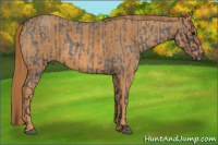 Horse Color:Blue Roan Rabicano Brindle