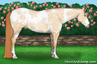 Horse Color:White Spotted Buckskin Pearl Dun Sabino 