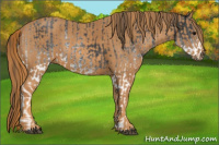 Horse Color:White Spotted Blue Roan Rabicano Brindle