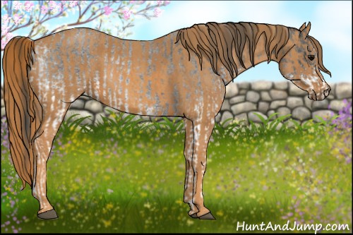 Horse Color: White Spotted Blue Roan Rabicano  Brindle