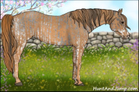 Horse Color:White Spotted Blue Roan Rabicano  Brindle
