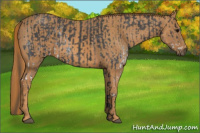 Horse Color:White Spotted Blue Roan Rabicano  Brindle