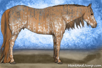 Horse Color:White Spotted Blue Roan Rabicano  Brindle