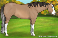 Horse Color:Bay Dun Splash 