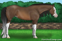 Horse Color:Gray Sable Champagne Splash